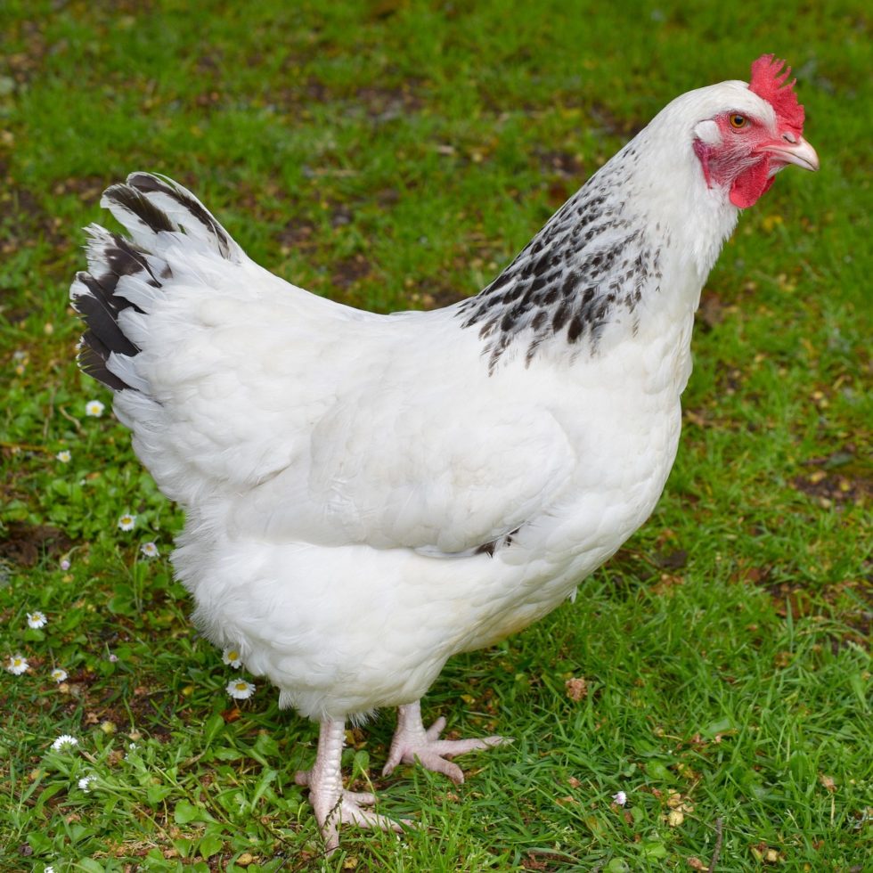 hen-white